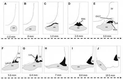 The Suprachiasmatic Nucleus of the Dromedary Camel (Camelus dromedarius): Cytoarchitecture and Neurochemical Anatomy